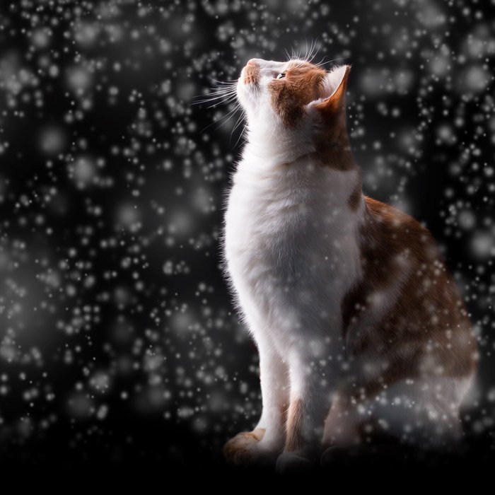 雪を見上げる猫